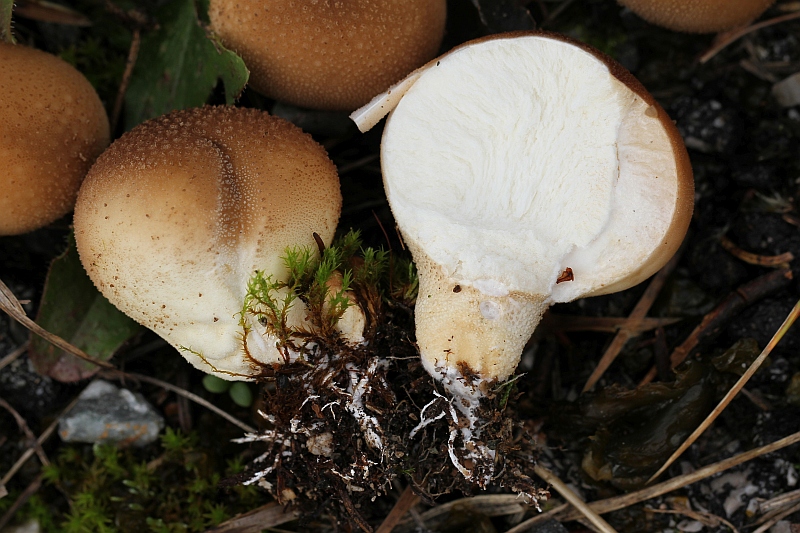2015-10-17 #30714-f Lycoperdon spec.jpg