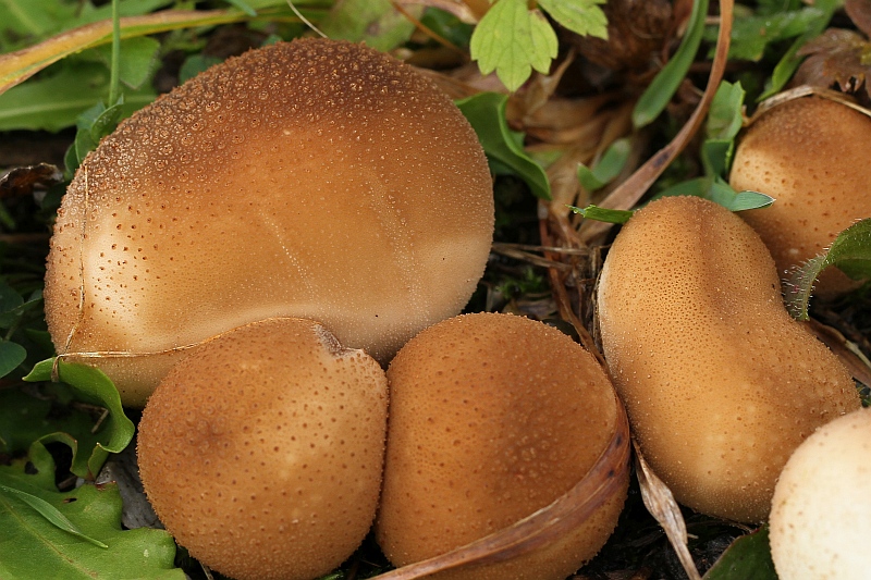 2015-10-17 #30715-f Lycoperdon spec.jpg