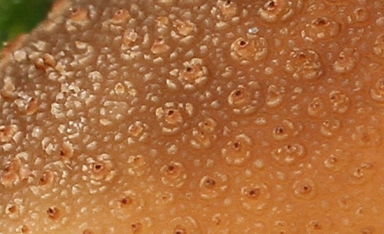 2015-10-17 #30715-f2 Lycoperdon spec.jpg