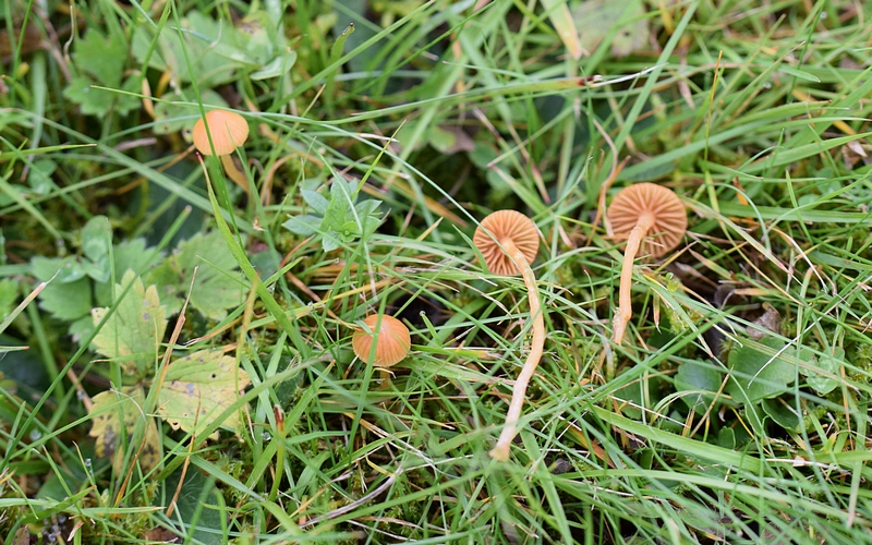Galerina sp._1.0a.JPG