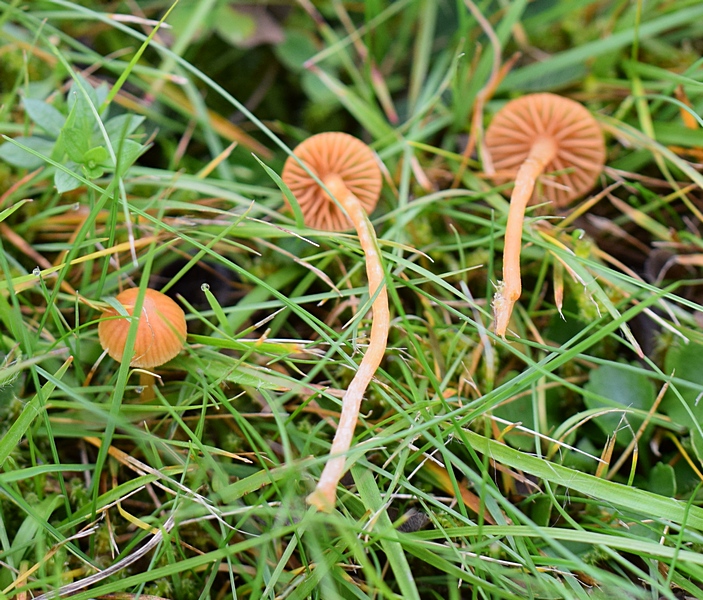 Galerina sp._1.1a.JPG