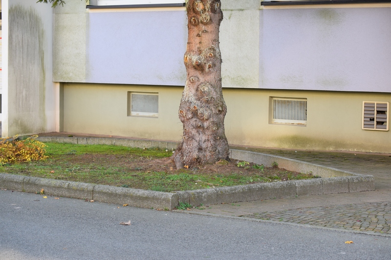 Hebel. crustulin. 2.0.JPG