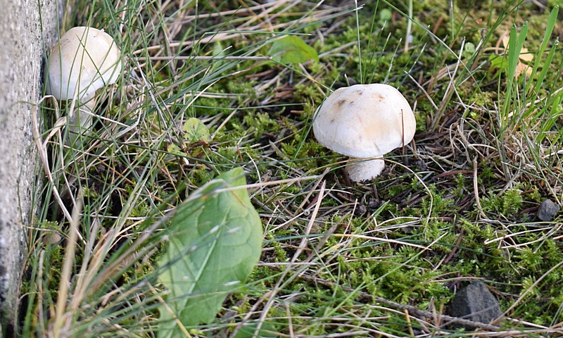 Hebel. crustulin. 2.0a.JPG