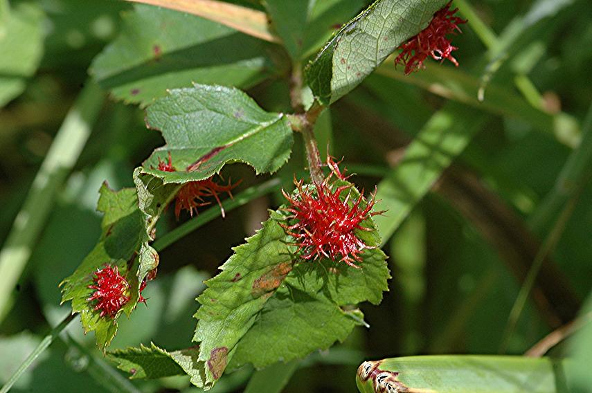 DSC_9942 Galle an Rose, Ausschnitt, Schärfe 33 %.JPG