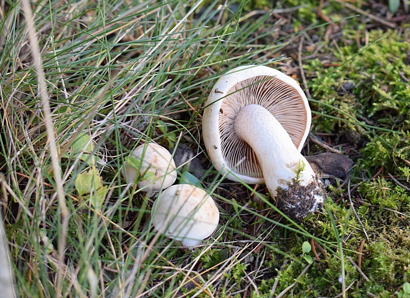 Hebel. crustulin. 2.1a.JPG