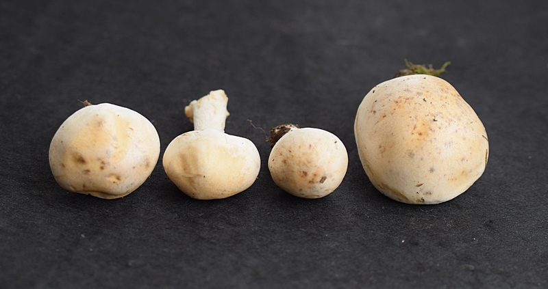 Hebel. crustulin. 2.2a.JPG