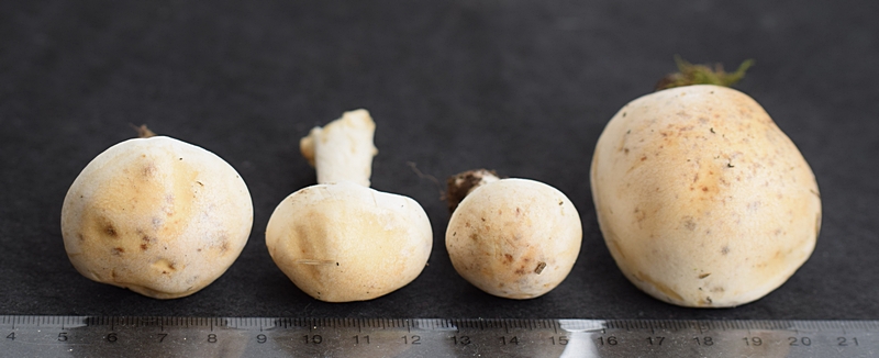 Hebel. crustulin. 2.3a.JPG