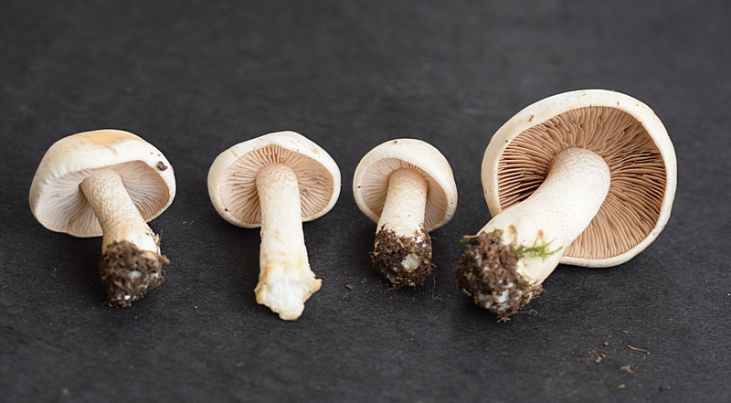 Hebel. crustulin. 2.4a.JPG