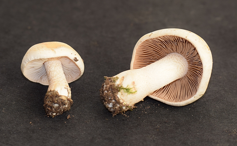 Hebel. crustulin. 2.5a.JPG