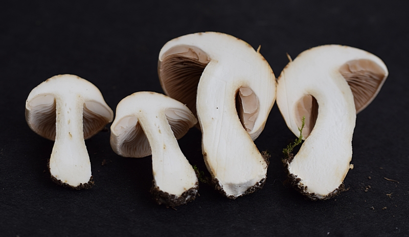 Hebel. crustulin. 2.6a.JPG