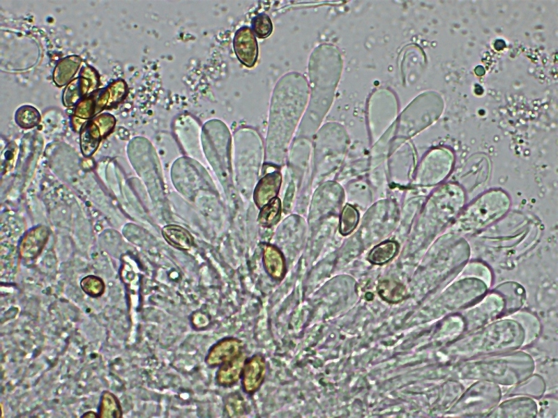 Hebel. crustulin. 2.7a.JPG