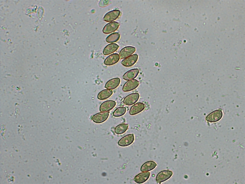 Hebel. crustulin. 2.9a.JPG