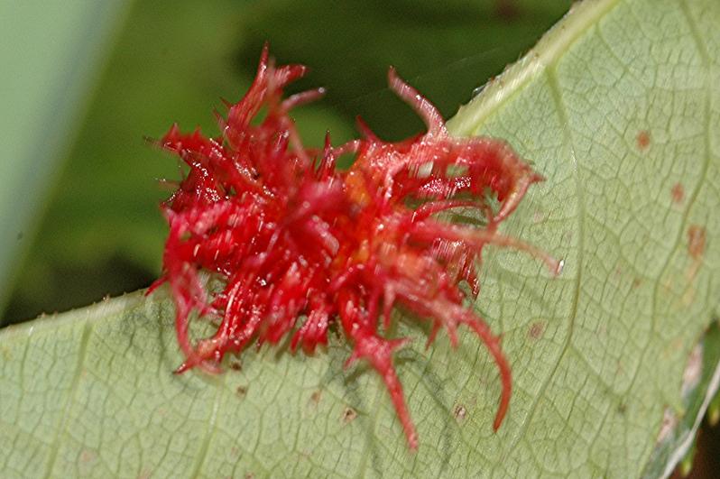 DSC_9945 Galle an Rose, Ausschnitt, Schärfe 50 %.JPG