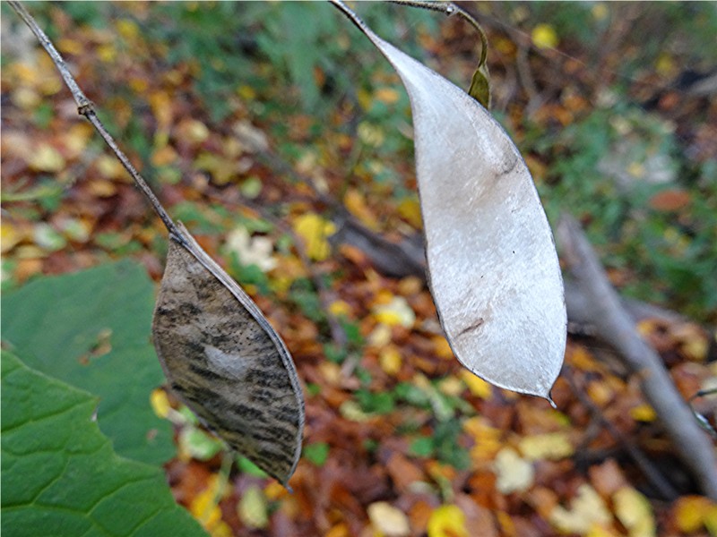 DSC03939 Ausdauerndes Silberblatt, Lunaria rediviva, Ausschnitt, Schärfe, klein.JPG