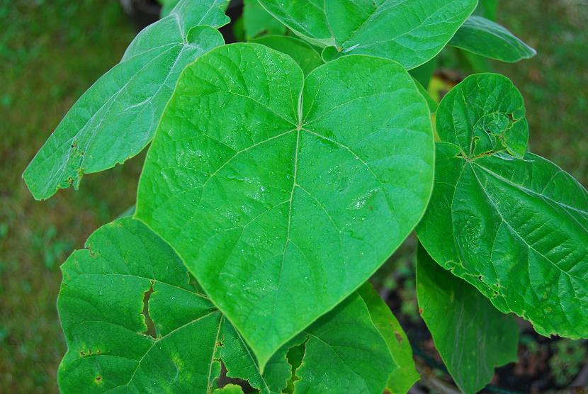 Paulownia tomentosa001.jpg