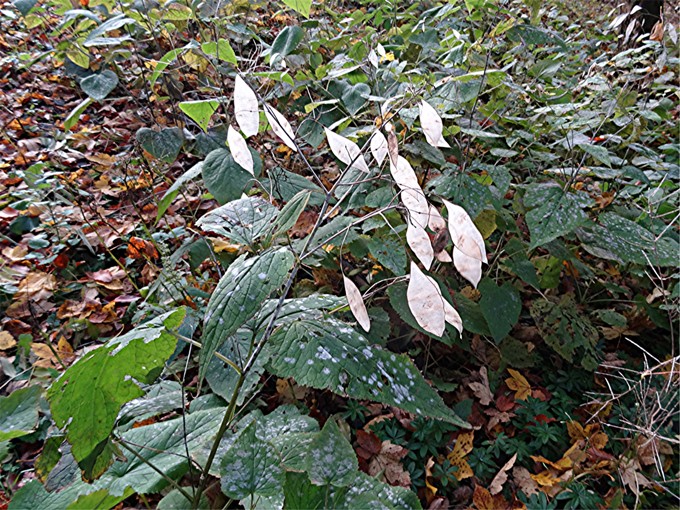 DSC03947 Ausdauerndes Silberblatt, Lunaria rediviva, Ausschnitt, Schaerfe, klein.JPG