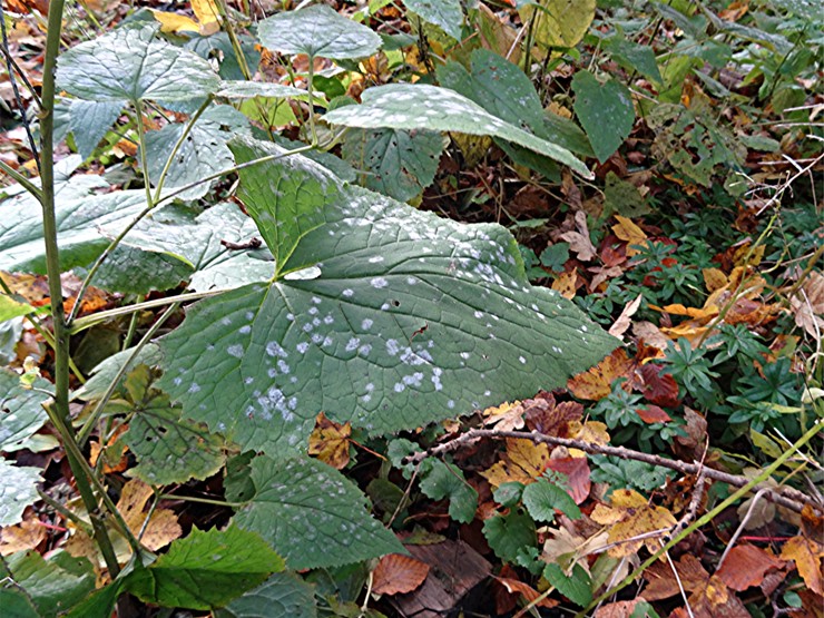 DSC03948 Ausdauerndes Silberblatt, Lunaria rediviva, Ausschnitt, Schaerfe, klein.JPG