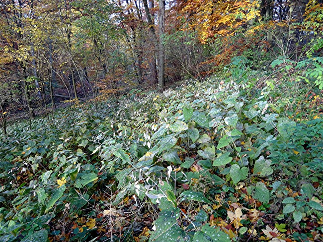 DSC03950 Ausdauerndes Silberblatt, Lunaria rediviva, Licht, Schaerfe, klein.JPG