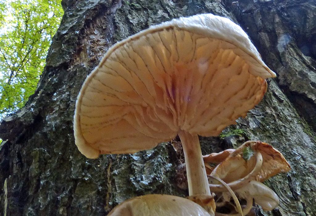 Pilz_k05-bb (Copy).jpg