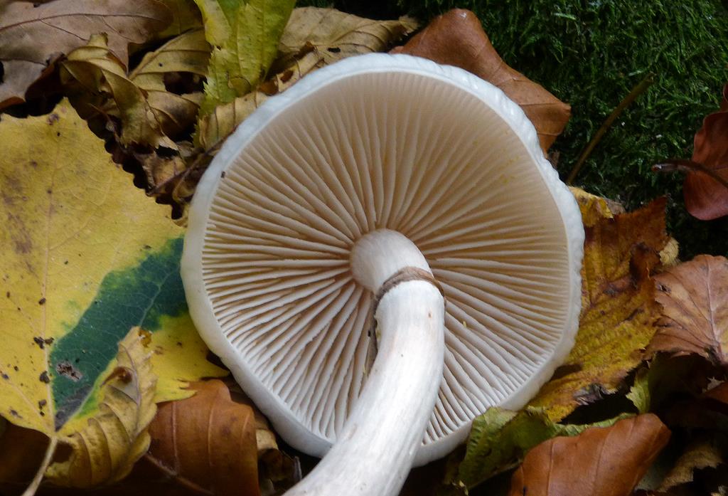 Pilz_k04-b (Copy).jpg