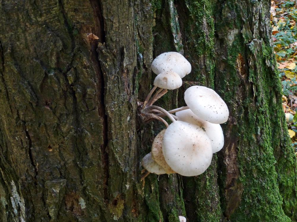 Pilz_k02-b (Copy).jpg