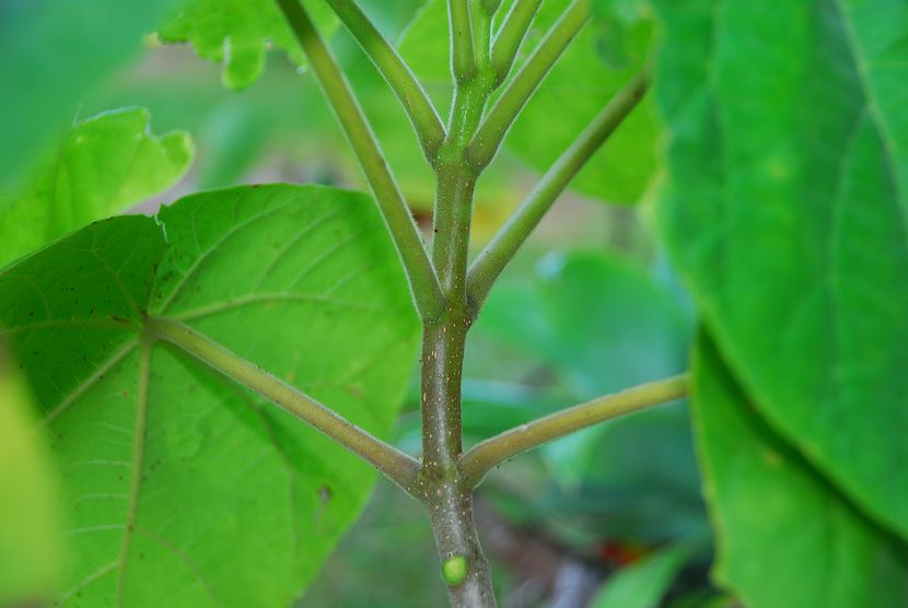 Paulownia tomentosa002.jpg