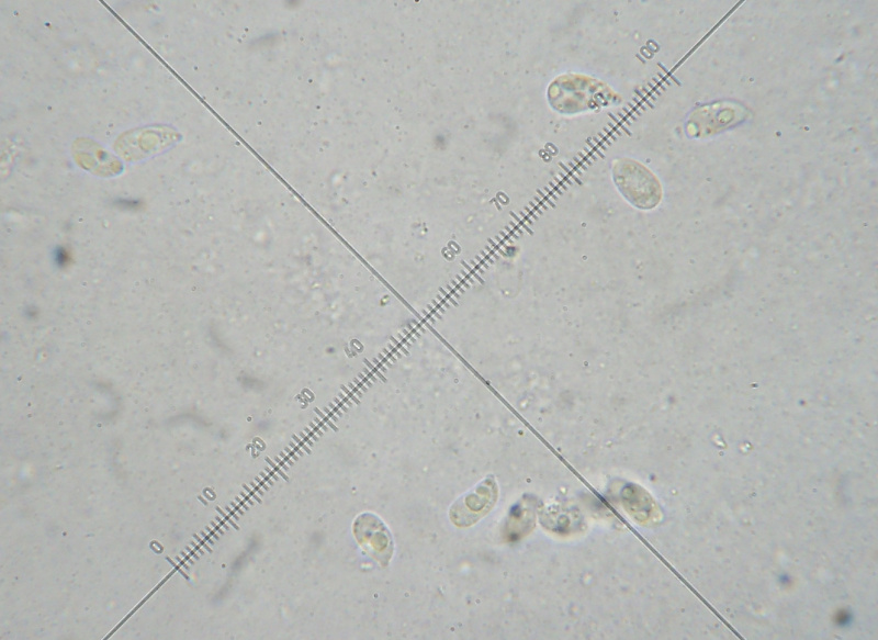 Contumyces_rosellus (2)_Kopie.jpg