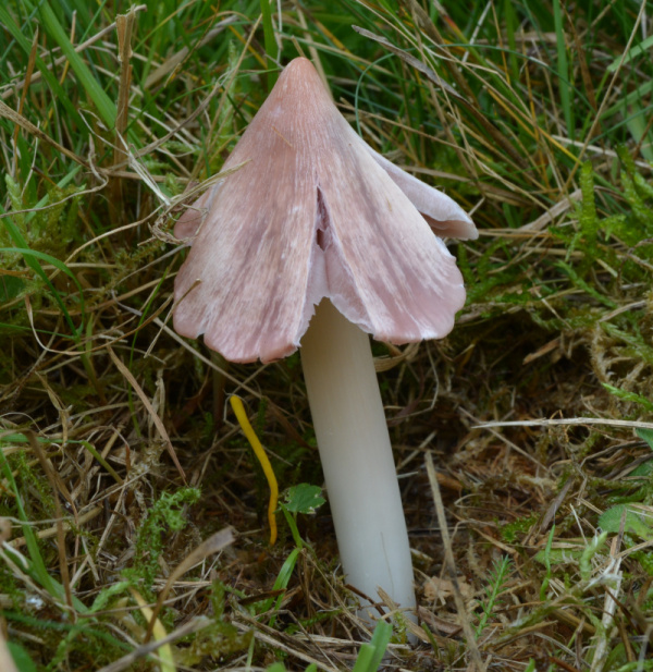 Rosenroter_Saftling (1)_Kopie.jpg