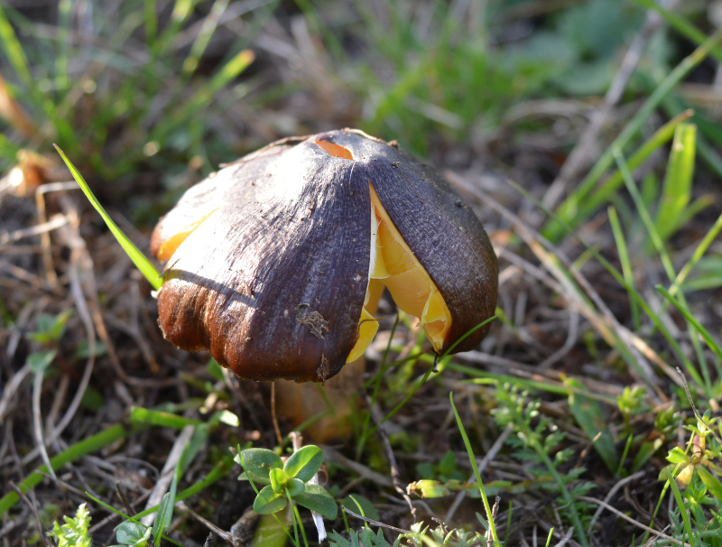 Hygrocybe_spadicea (2).jpg