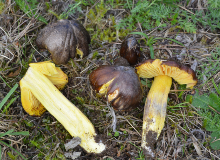 Hygrocybe_spadicea (1)_Kopie.jpg