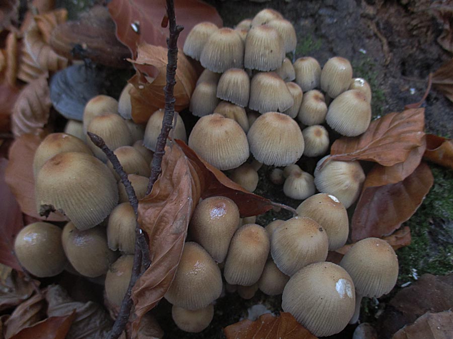 Coprinellus micaceus.jpg