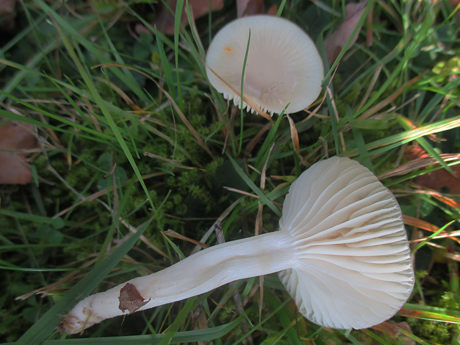 Cuphophyllus virgineus.jpg