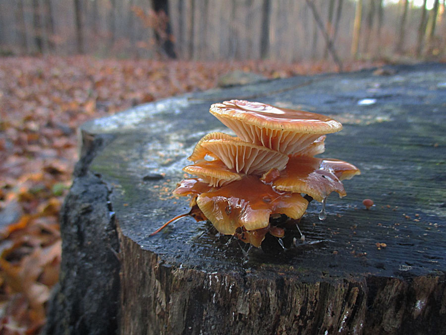 Flammulina velutipes.jpg