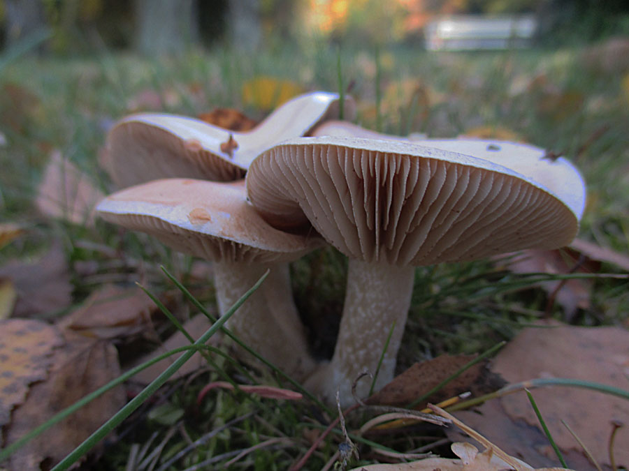 Hebeloma sinapizans.jpg