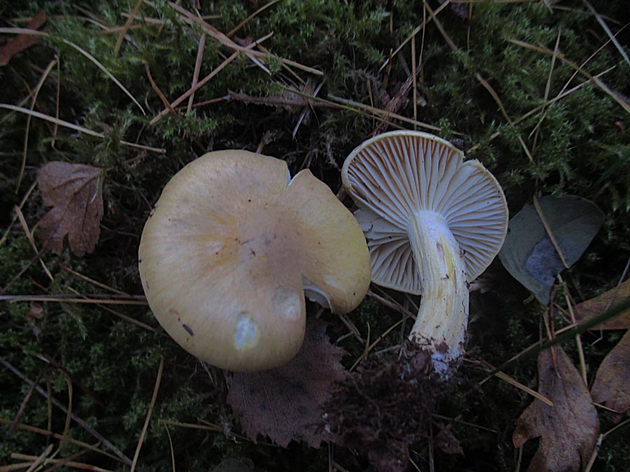 Hygrophorus lucorum.jpg
