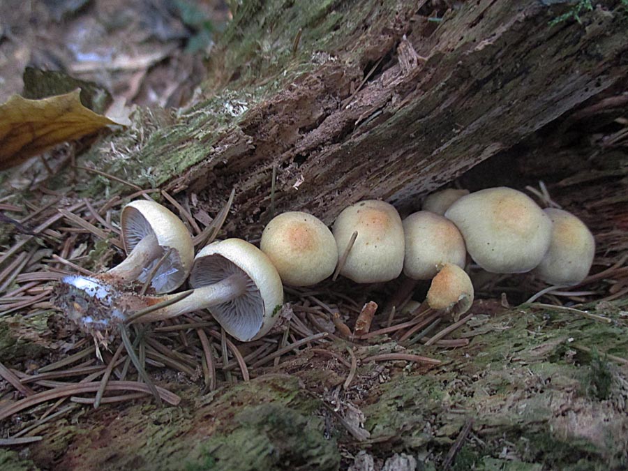 Hypholoma capnoides.jpg
