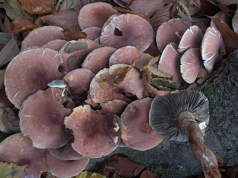 Hypholoma lateritium.jpg