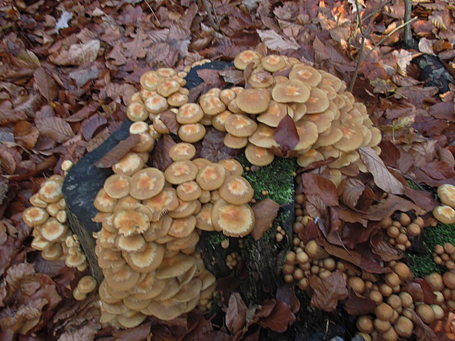 Kuehneromyces mutabilis.jpg