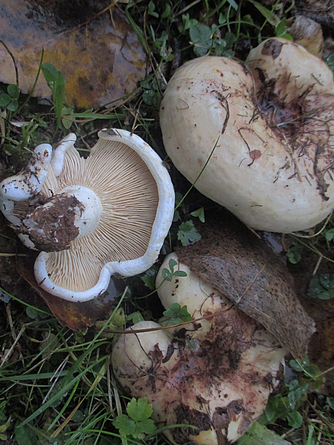 Lactarius controversus.jpg