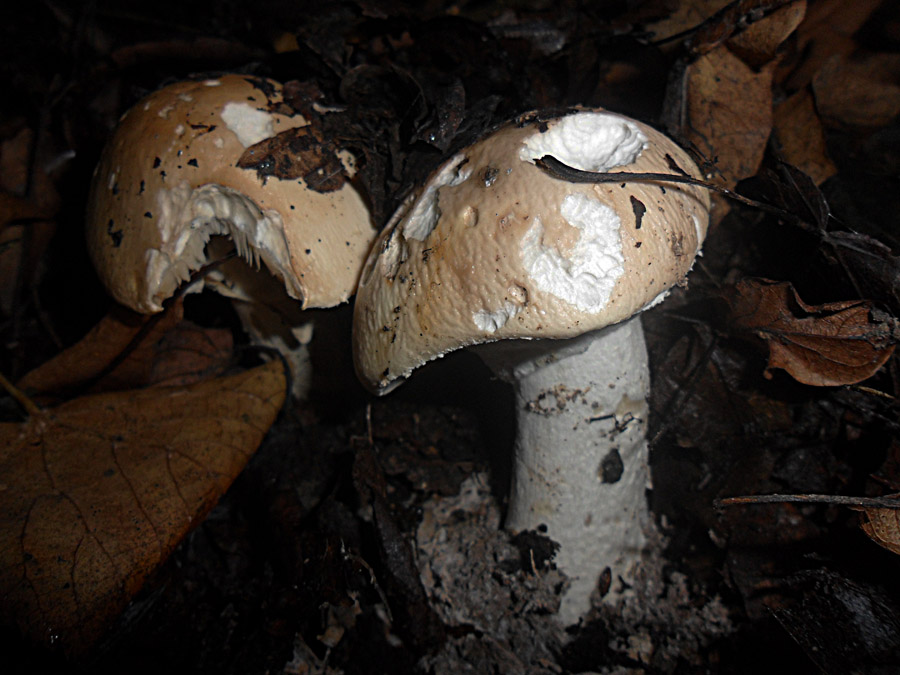 Limacella guttata.jpg