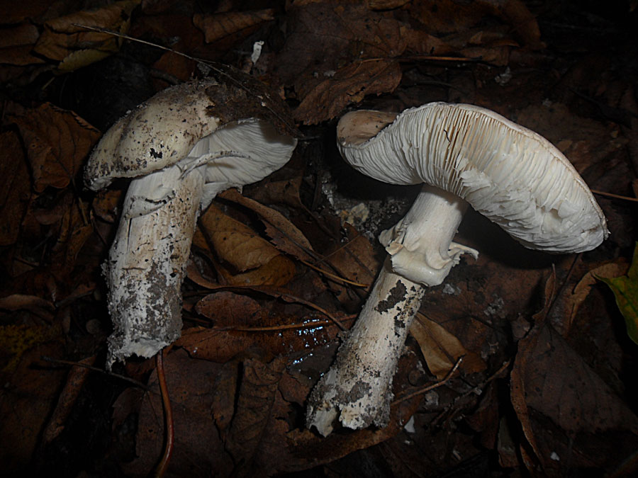 Limacella guttata 1.jpg