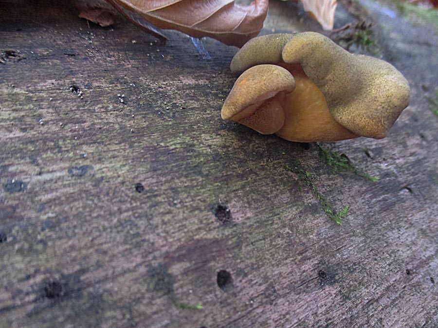 Panellus serotinus.jpg