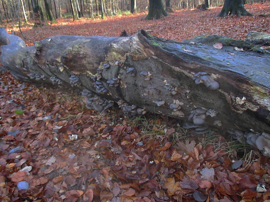 Pleurotus ostreatus.jpg