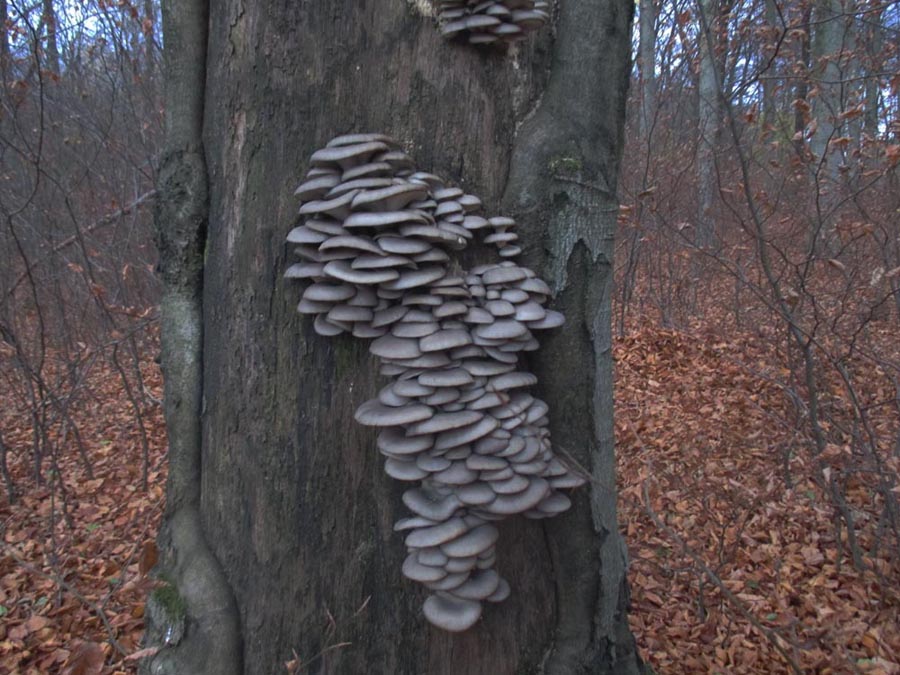 Pleurotus ostreatus 1.jpg