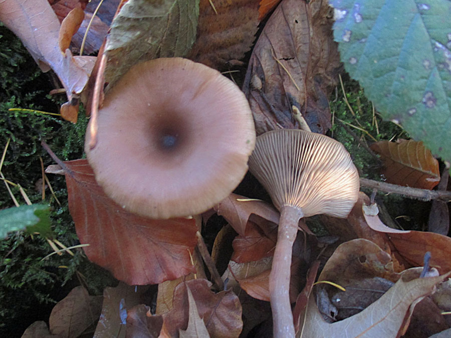 Pseudoclitocybe expallens.jpg