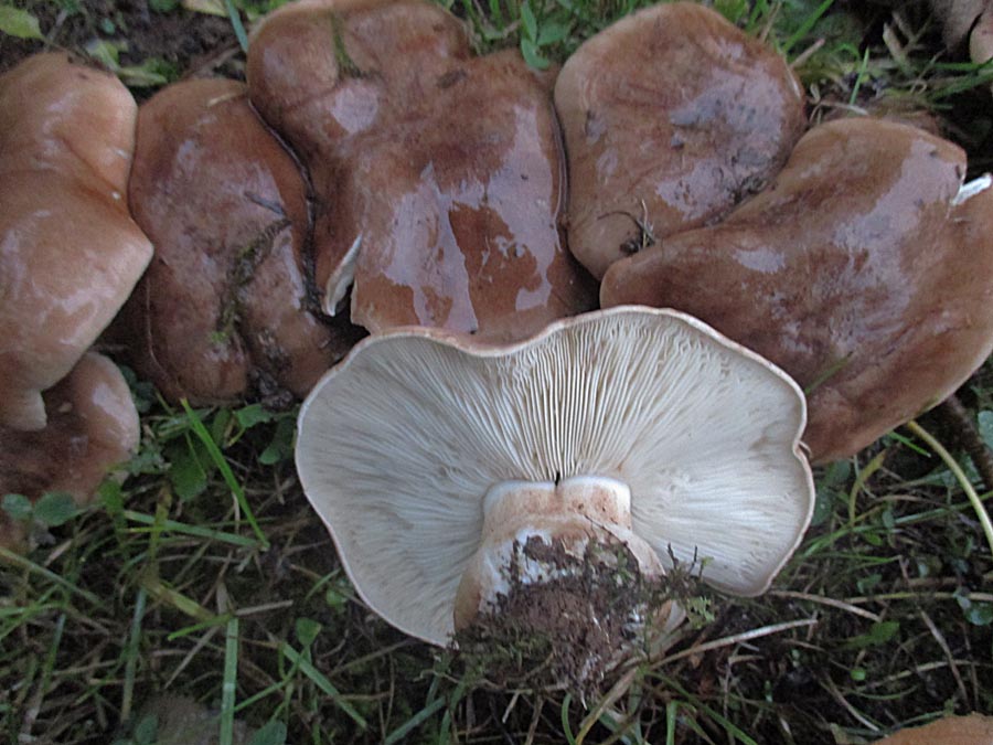 Tricholoma populinum.jpg