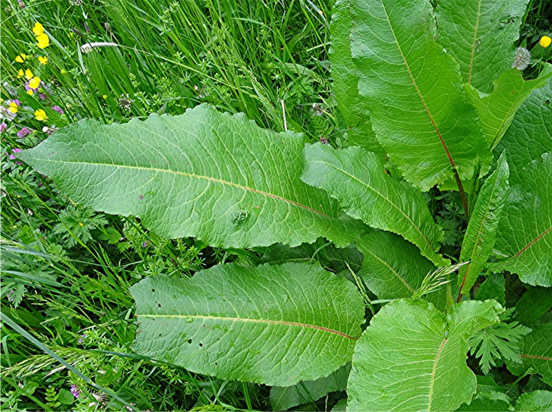 DSC01949 Ausschnitt, Schaerfe, klein.JPG