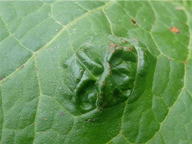 DSC01951 Ausschnitt, Schaerfe, klein.JPG