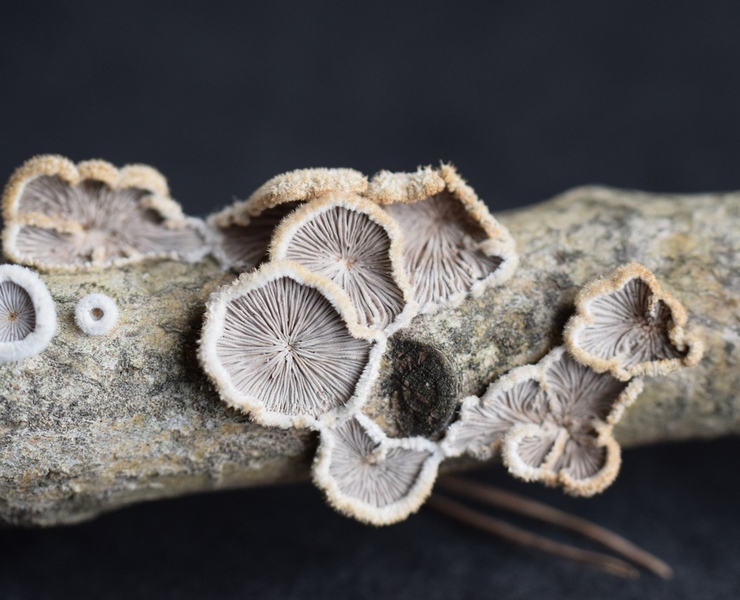 Schizophyllum comm_2.2.JPG