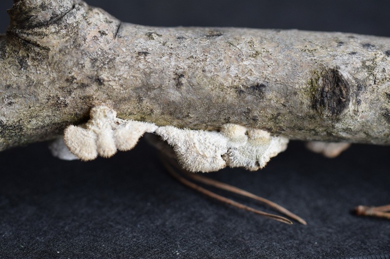 Schizophyllum comm_2.1.JPG